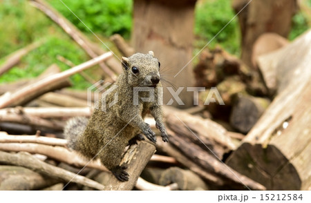 りす　タイワンリス 15212584