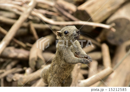 　りす　タイワンリス 15212585