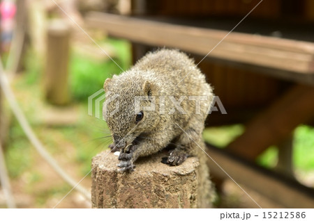 りす　タイワンリス 15212586