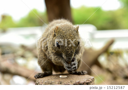 りす タイワンリス りす タイワンリス 15212587