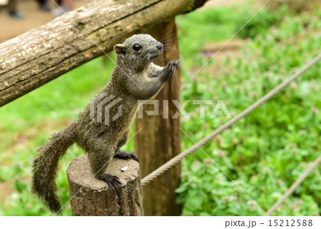 りす　タイワンリス 15212588