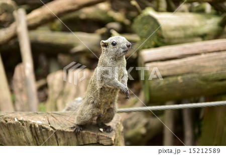 りす　タイワンリス 15212589