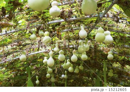 真夏の日よけ ひょうたん 15212605