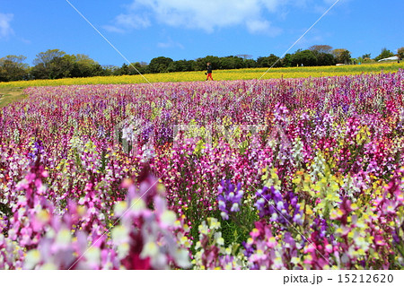 あわじ花さじき 15212620