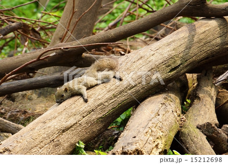 りす　タイワンリス 15212698