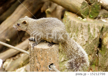 りす　タイワンリス 15212700