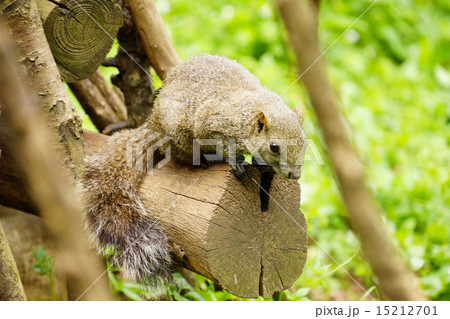 りす　タイワンリス 15212701