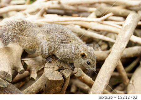 りす　タイワンリス 15212702