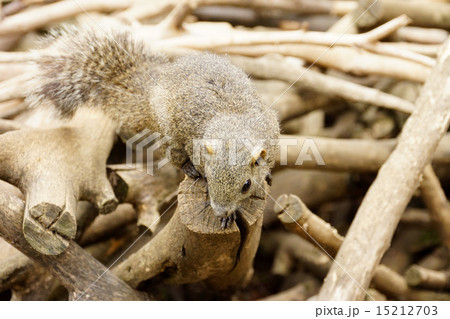 りす　タイワンリス 15212703