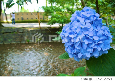 川沿いの紫陽花 15212754