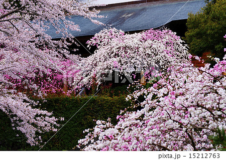 枝垂花桃 枝垂花桃 15212763