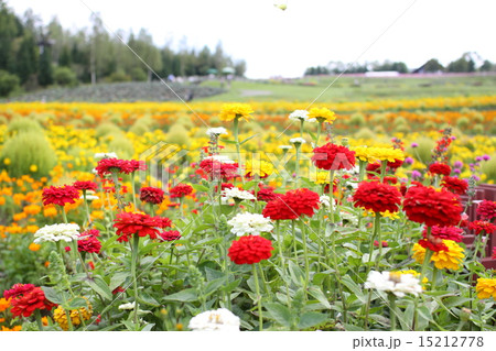花畑 花畑 15212778