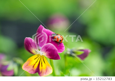 パンジーとナナホシテントウムシ　permingM 15212783