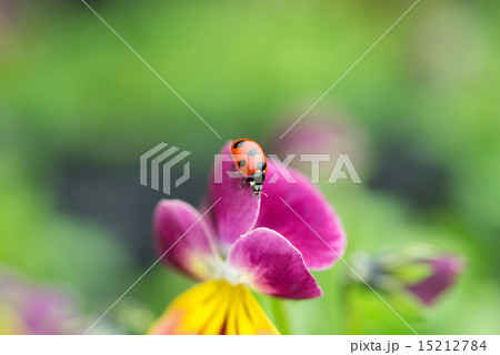 パンジーとナナホシテントウムシ　permingM 15212784