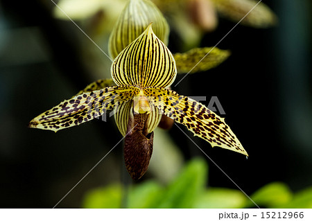 パフィオペディルム・ロスチャイルディアナム 15212966