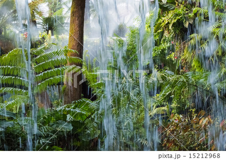 熱帯雨林 15212968