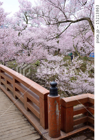 高遠城址公園 15213863