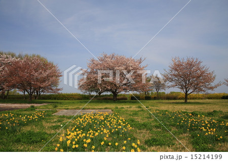 桜 15214199