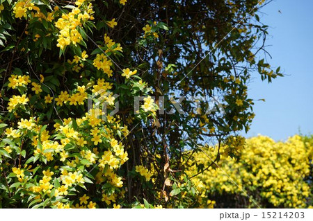 満開のイエロージャスミンの花 15214203