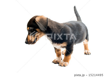 Dachshund puppy Dachshund puppy 15214495