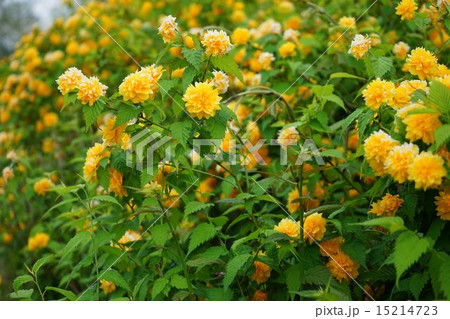 満開のヤマブキの花 満開のヤマブキの花 15214723