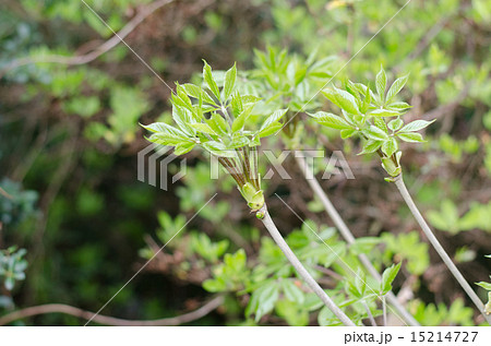 コシアブラ 15214727