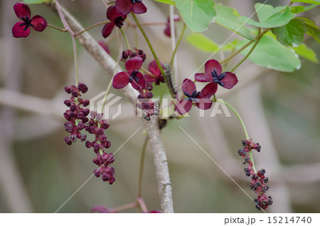 ミツバアケビの花 15214740