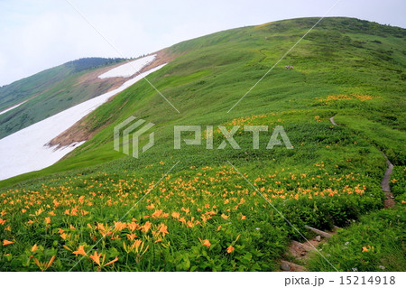 ニッコウキスゲ咲く残雪の巻機山 ニッコウキスゲ咲く残雪の巻機山 15214918