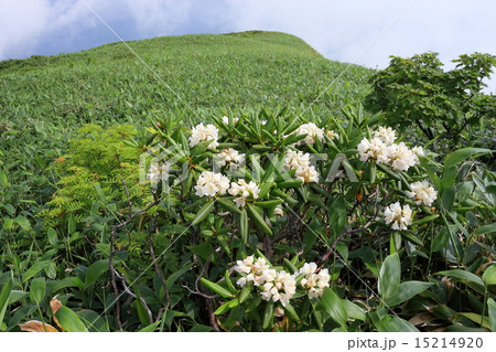巻機山のシャクナゲ 15214920