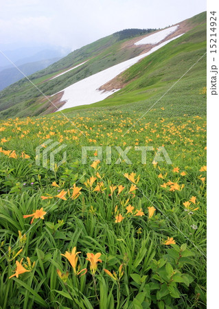 ニッコウキスゲ咲く残雪の巻機山 15214924