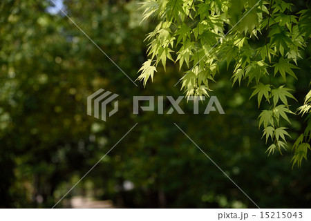 もみじ 15215043