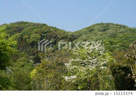 花水木の咲く里山 花水木の咲く里山 15215374
