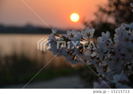 夕日のサクラ 15215713