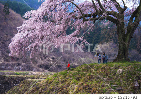 垂れる子供 15215793