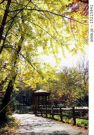 林試の森公園 15215841