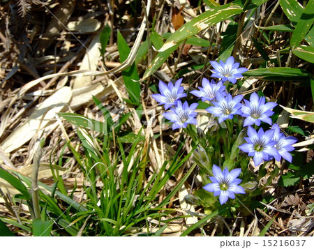 ハルリンドウ ハルリンドウ 15216037