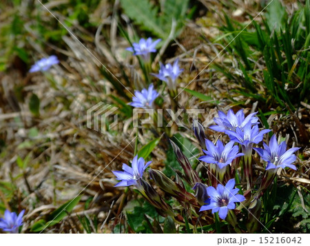 ハルリンドウ 15216042