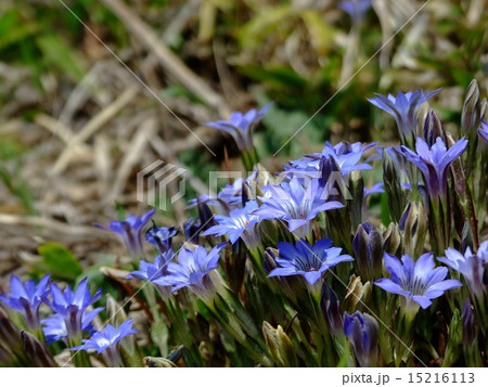 ハルリンドウ 15216113
