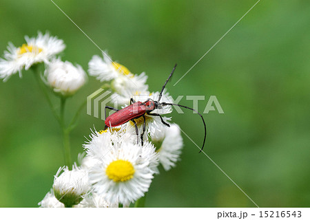 ベニカミキリ 15216543