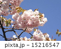 八重桜 15216547