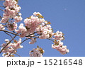 八重桜 15216548
