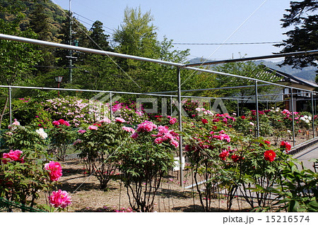 吉香公園の牡丹園 15216574
