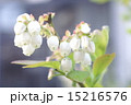 ブルーベリー 15216576