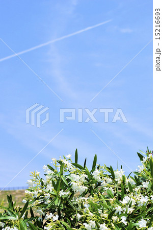 白い花と飛行機雲 15216693