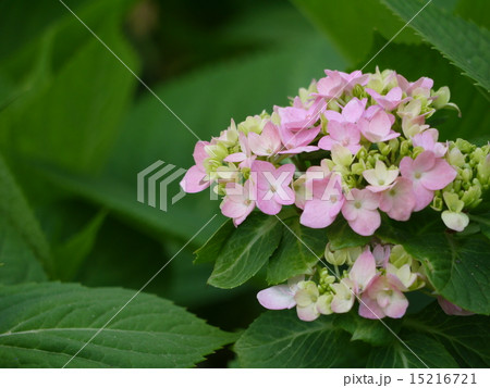 紫陽花 15216721