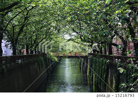 新緑の目黒川 15216793