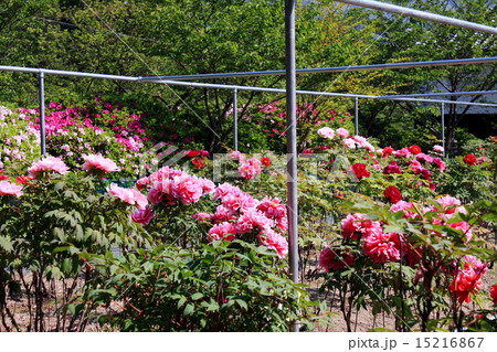 吉香公園の牡丹園 15216867