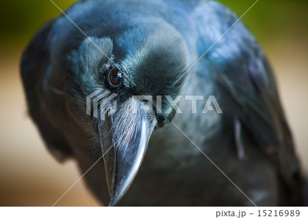 【カラス】・近・ハシブトカラス 15216989