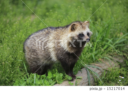 タヌキ 15217014