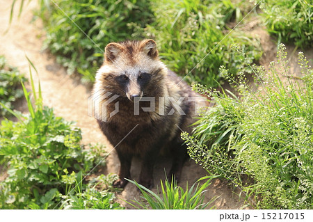 タヌキ タヌキ 15217015